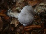 Tricholoma sciodes image