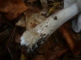 Tricholoma sciodes image