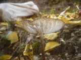 Xerula radicata image