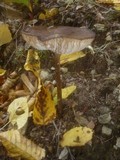 Xerula radicata image