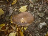 Xerula radicata image