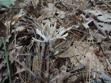 Helminthosphaeria clavariarum image
