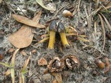 Elaphocordyceps capitata image