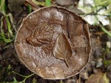 Lycoperdon utriforme image