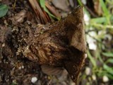 Lycoperdon utriforme image