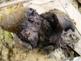 Scleroderma sinnamariense image