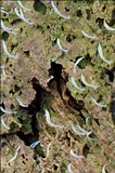 Multiclavula mucida image