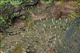 Multiclavula mucida image