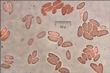 Multiclavula mucida image