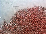 Multiclavula mucida image