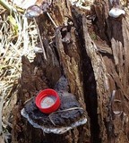 Ganoderma weberianum image