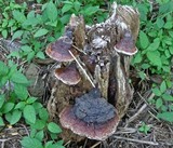 Ganoderma weberianum image