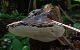 Ganoderma weberianum image