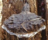 Ganoderma weberianum image