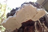 Ganoderma weberianum image