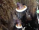 Ganoderma weberianum image