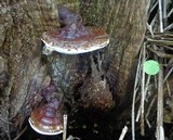Ganoderma weberianum image