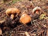 Inocybe amblyospora image