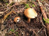 Inocybe amblyospora image