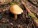 Inocybe amblyospora image