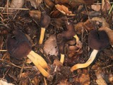Helvella compressa image
