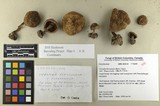 Inocybe amblyospora image