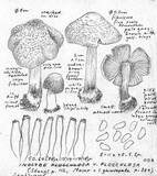 Inocybe amblyospora image