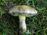 Boletus radicans image