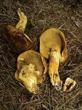 Suillus ponderosus image