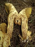 Suillus ponderosus image