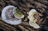 Trametes gibbosa image