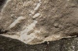 Trametes gibbosa image