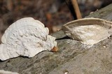 Trametes gibbosa image