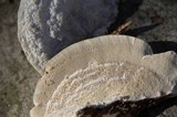 Trametes gibbosa image