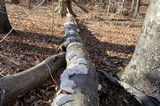 Trametes gibbosa image