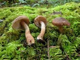 Inocybe subcarpta image