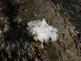 Tremella fuciformis image