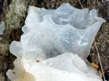 Tremella fuciformis image
