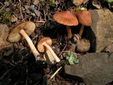 Inocybe nitidiuscula image