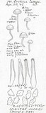 Inocybe jacobi image
