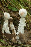 Hypomyces hyalinus image