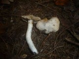 Cortinarius barbatus image