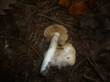 Cortinarius barbatus image