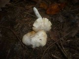 Cortinarius barbatus image