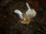 Cortinarius barbatus image