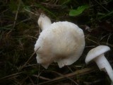 Cuphophyllus berkeleyi image
