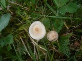 Cuphophyllus fuscescens image