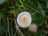 Cuphophyllus fuscescens image