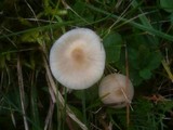 Cuphophyllus fuscescens image