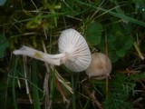 Cuphophyllus fuscescens image